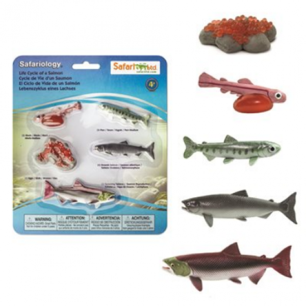 Safari Ltd: Life Cycle Of A Salmon