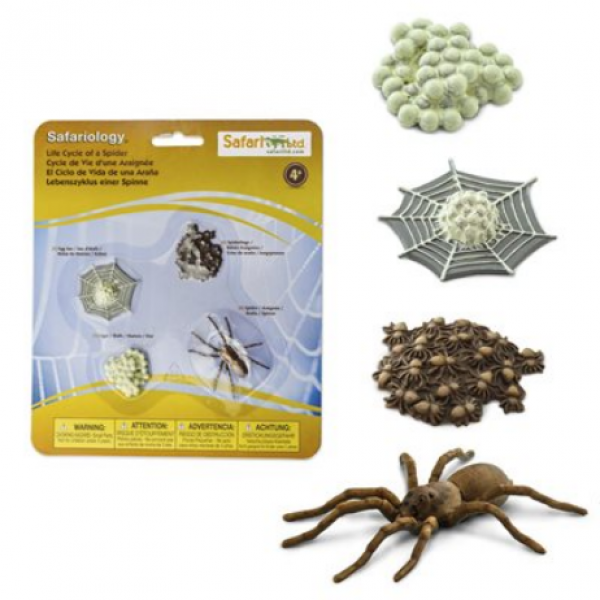 Safari Ltd: Life Cycle Of A Spider
